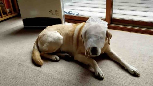 ラブラドールレトリーバー,動画