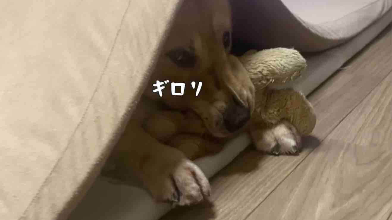 ゴールデンレトリーバー,動画