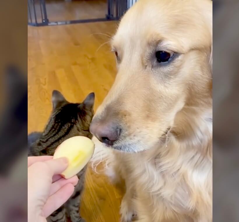 ゴールデンレトリーバー,動画