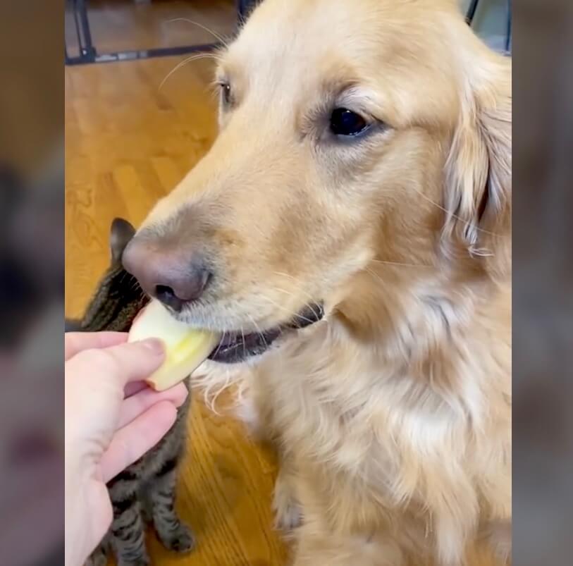 ゴールデンレトリーバー,動画