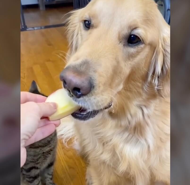 ゴールデンレトリーバー,動画