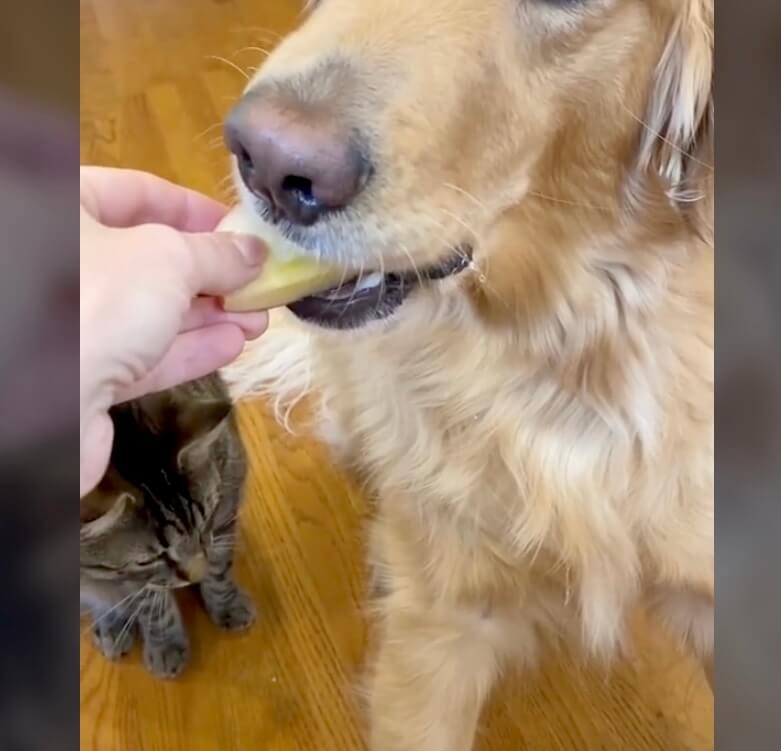 ゴールデンレトリーバー,動画