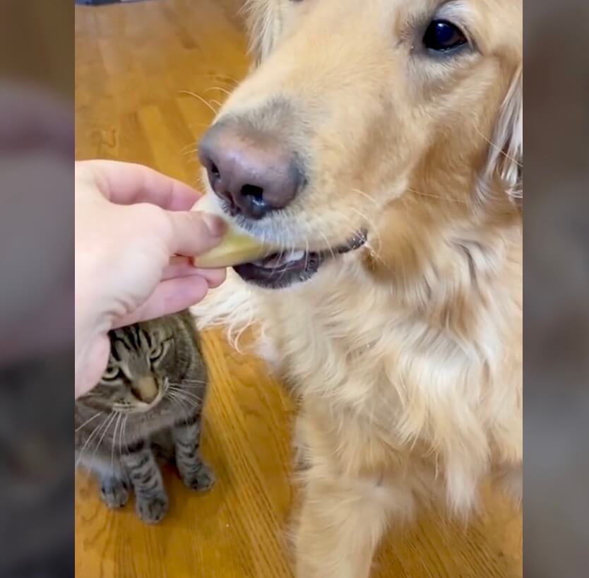 ゴールデンレトリーバー,動画