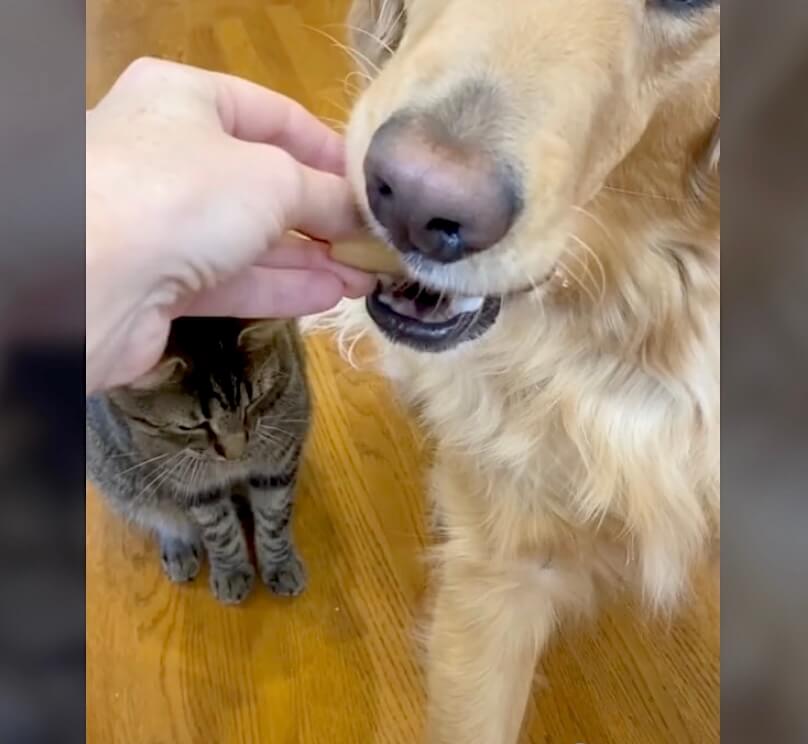 ゴールデンレトリーバー,動画