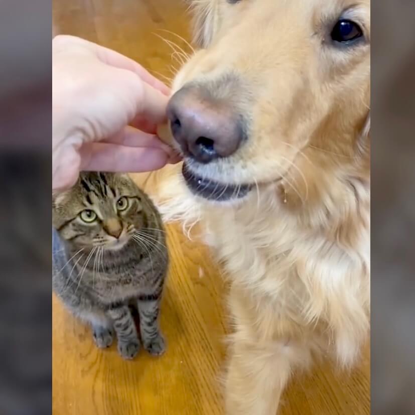 ゴールデンレトリーバー,動画