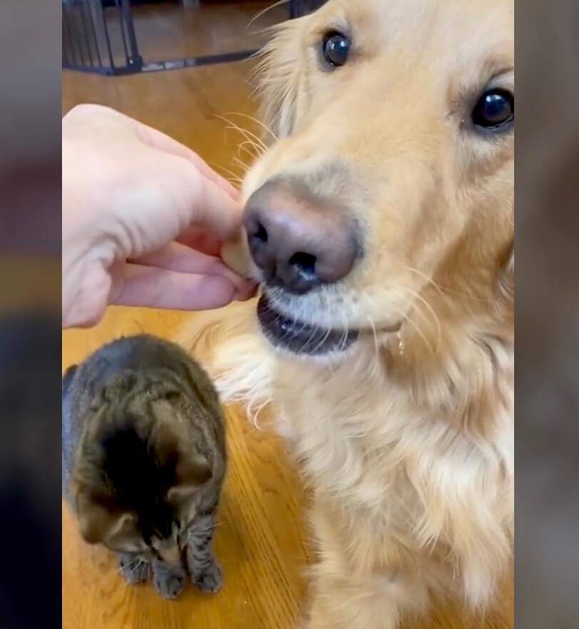 ゴールデンレトリーバー,動画