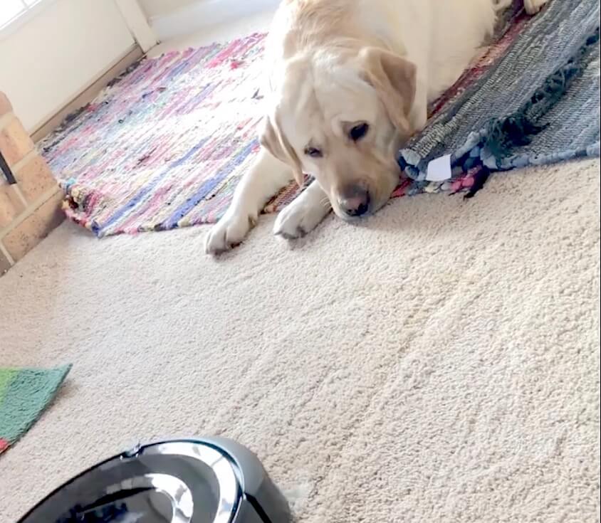 ラブラドールレトリーバー,動画