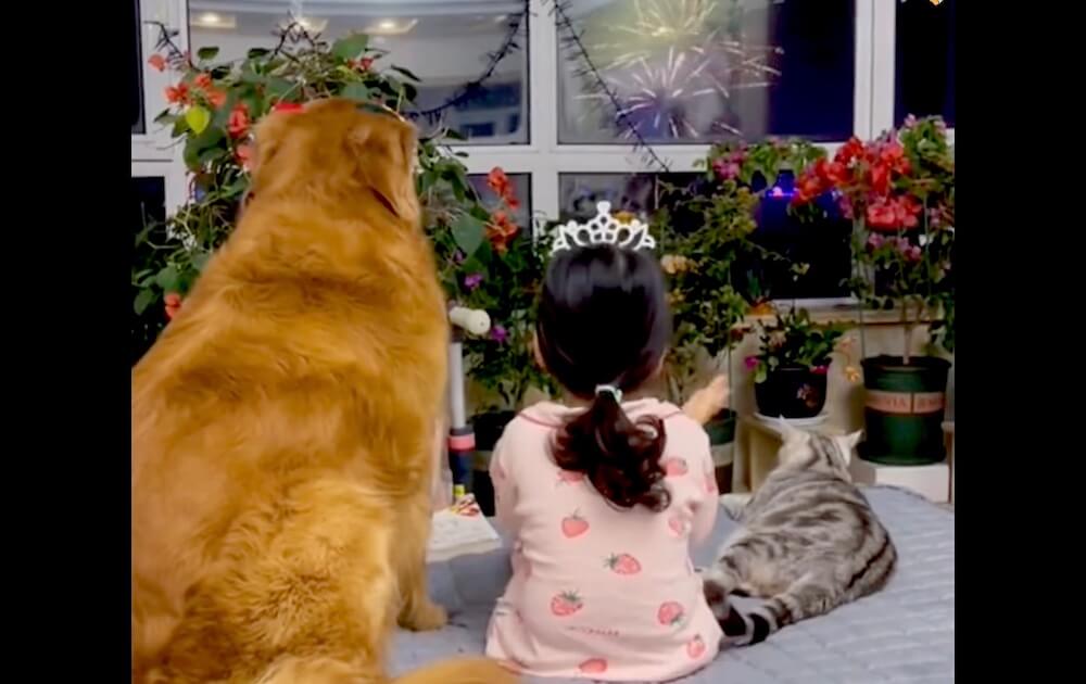 ゴールデンレトリーバー,動画