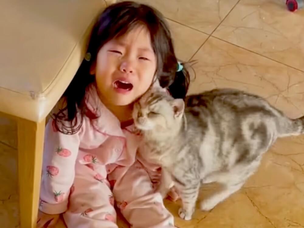 ゴールデンレトリーバー,動画