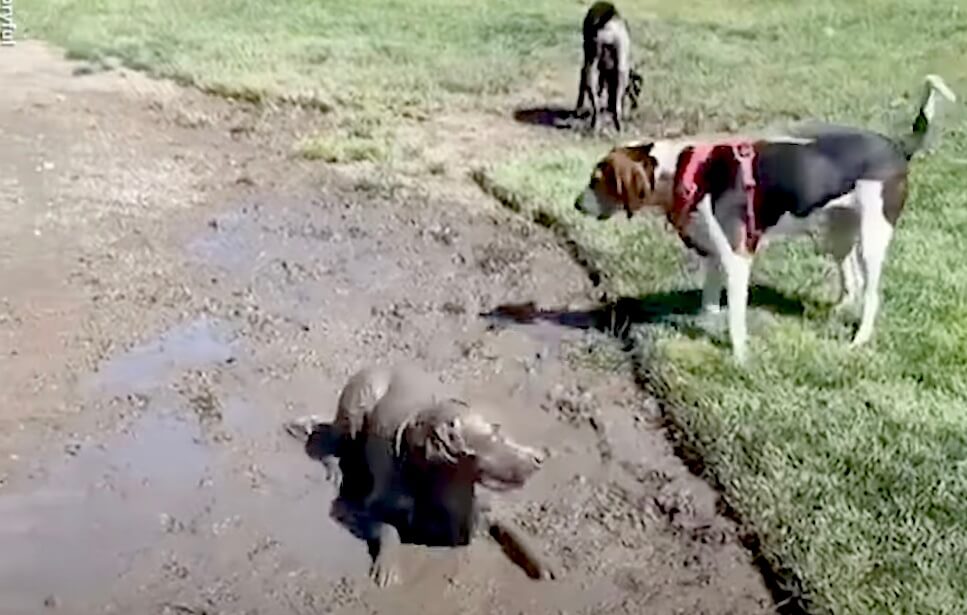 ゴールデンレトリーバー,動画