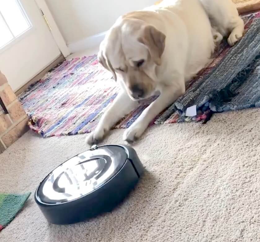 ラブラドールレトリーバー,動画