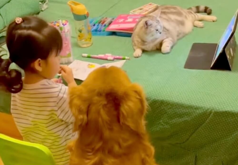 ゴールデンレトリーバー,動画