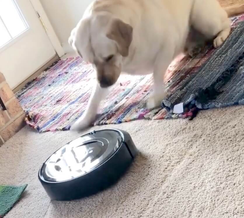 ラブラドールレトリーバー,動画