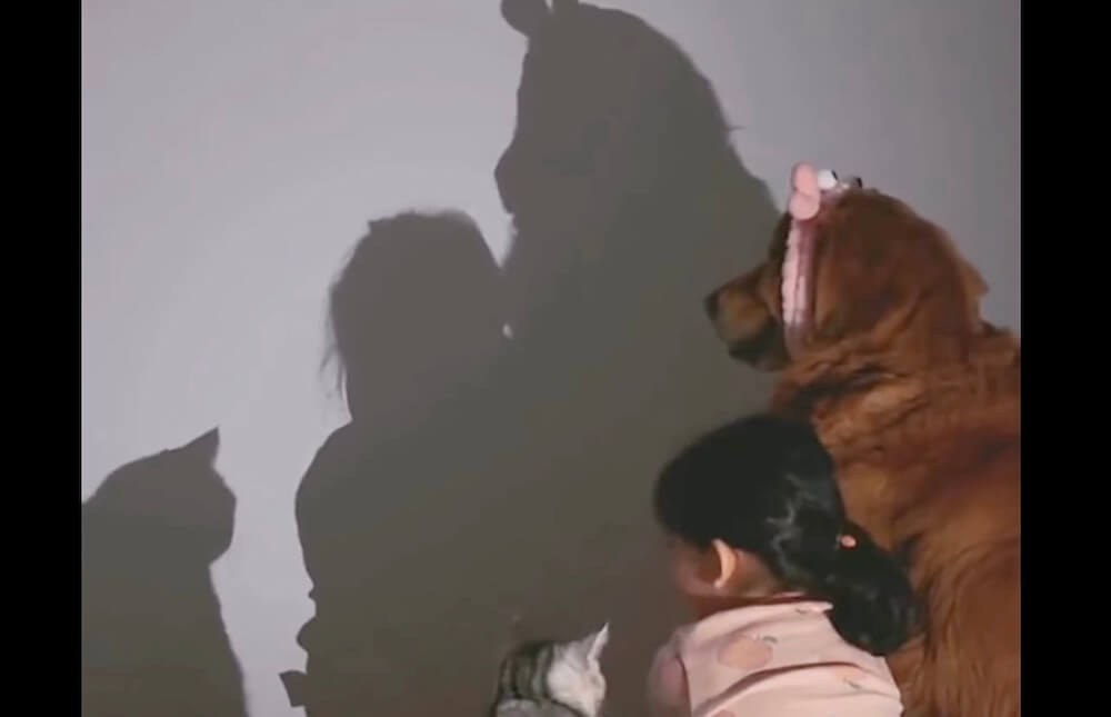 ゴールデンレトリーバー,動画