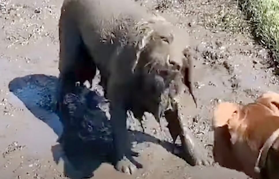 ゴールデンレトリーバー,動画