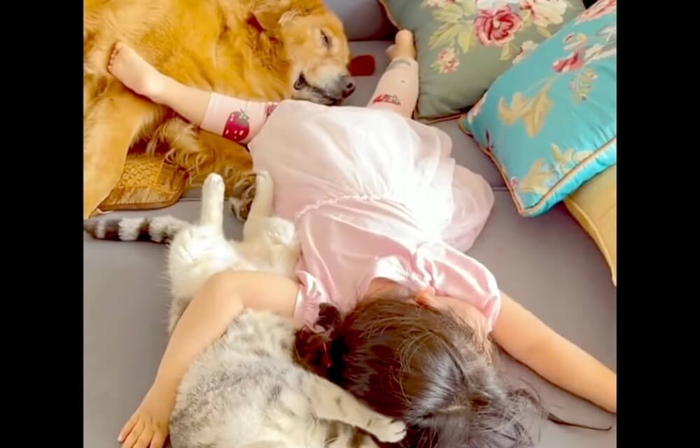 ゴールデンレトリーバー,動画