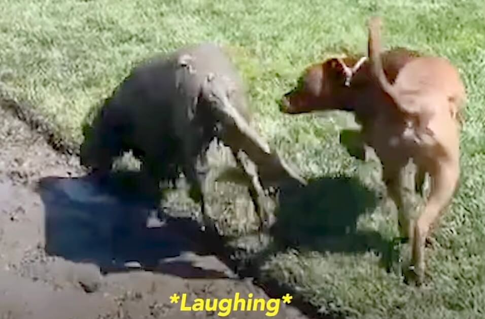 ゴールデンレトリーバー,動画