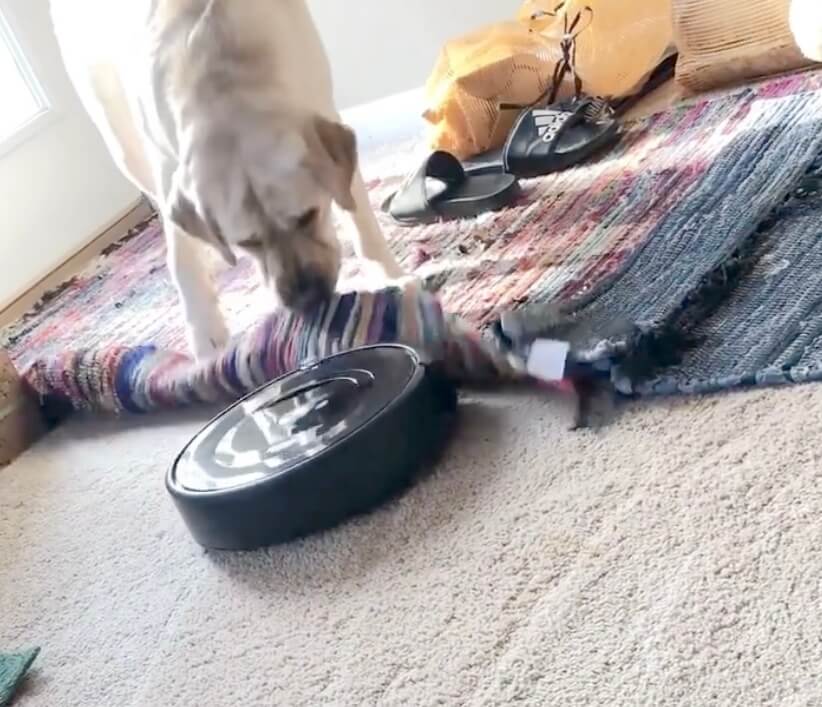 ラブラドールレトリーバー,動画