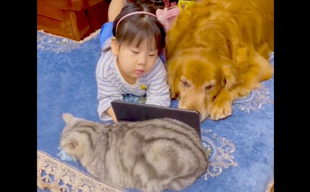 ゴールデンレトリーバー,動画