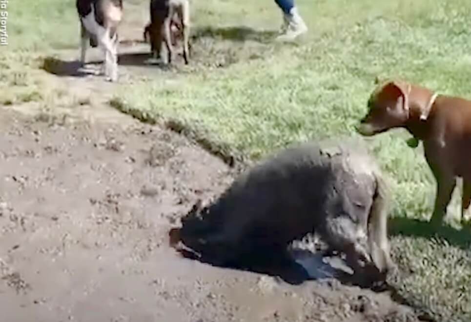 ゴールデンレトリーバー,動画