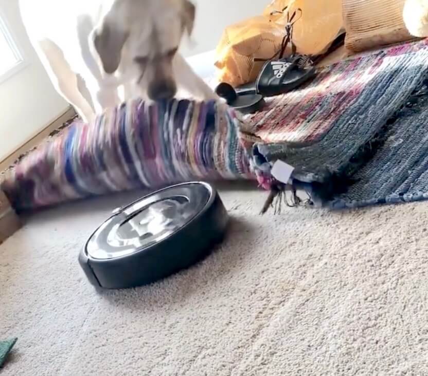 ラブラドールレトリーバー,動画