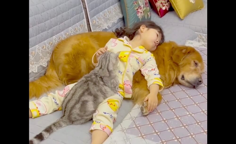 ゴールデンレトリーバー,動画