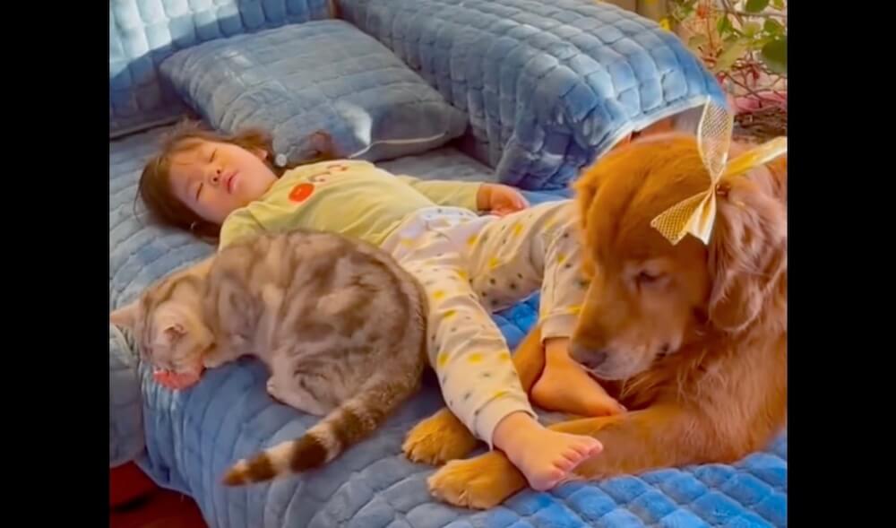 ゴールデンレトリーバー,動画