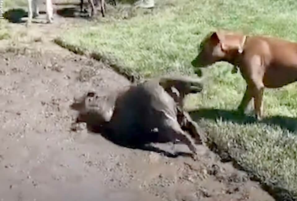 ゴールデンレトリーバー,動画