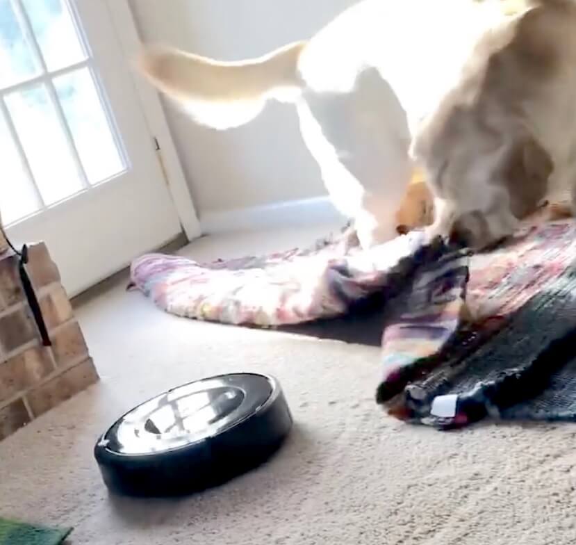 ラブラドールレトリーバー,動画