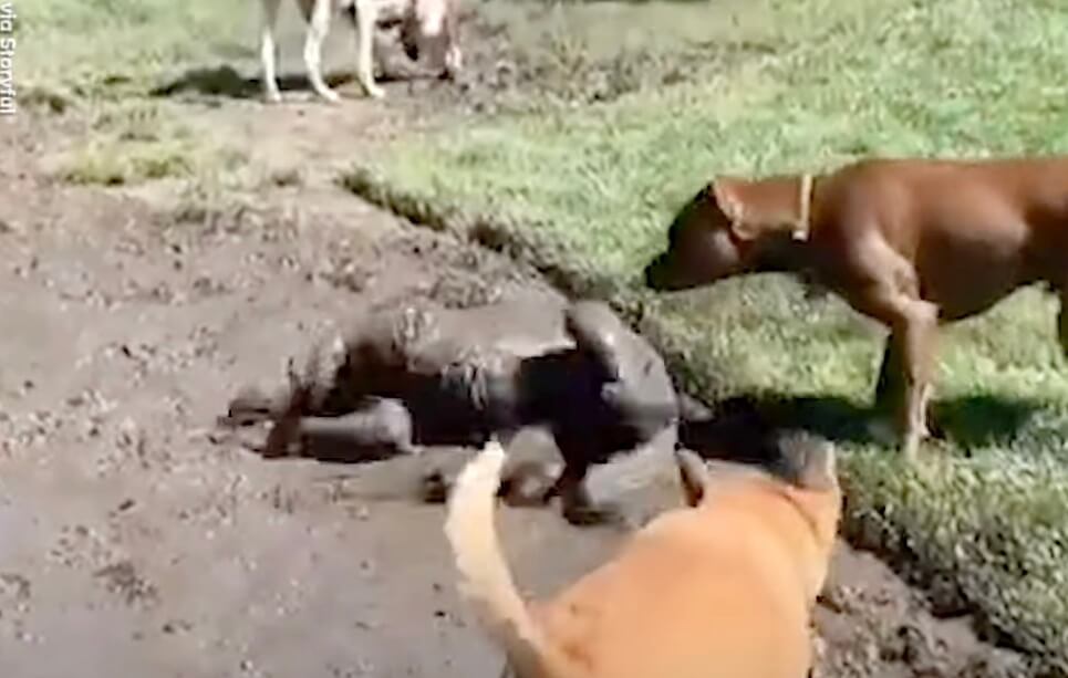 ゴールデンレトリーバー,動画