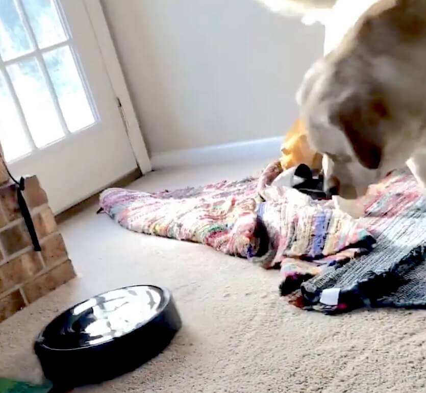 ラブラドールレトリーバー,動画