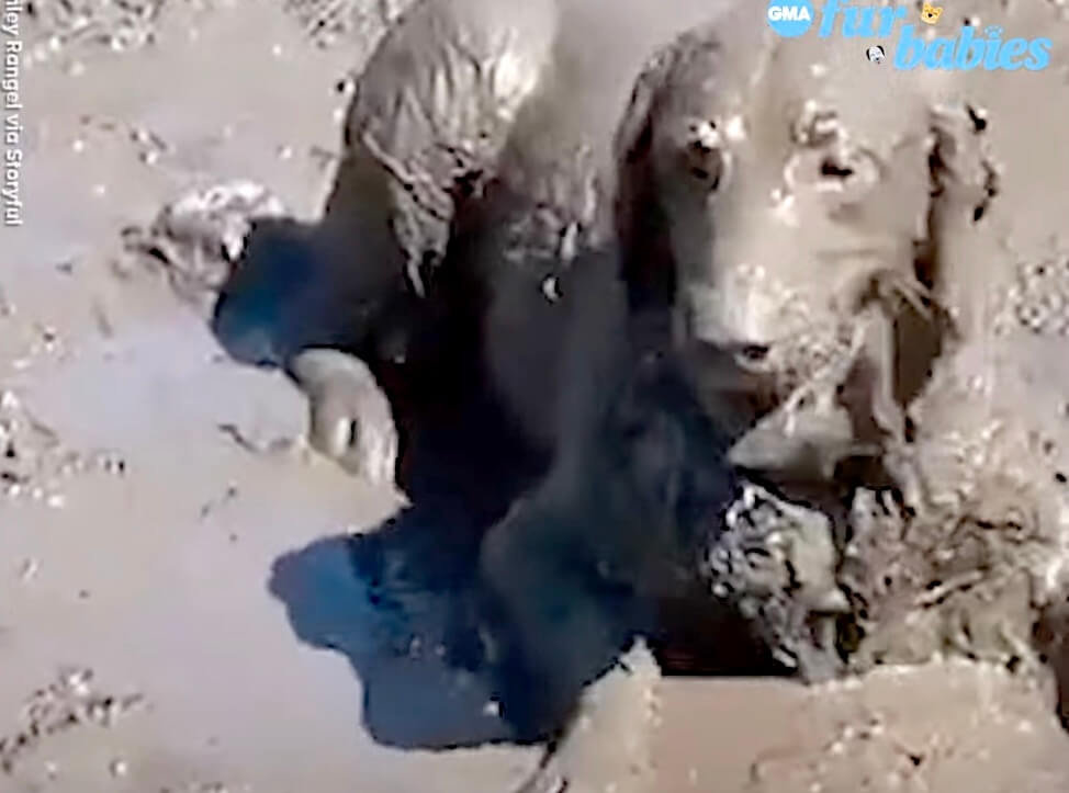 ゴールデンレトリーバー,動画