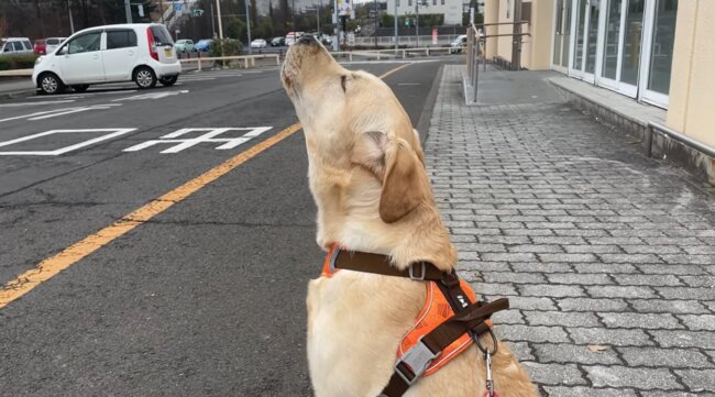 ラブラドールレトリーバー,動画