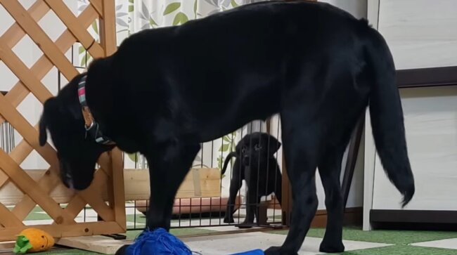 ラブラドールレトリーバー,動画