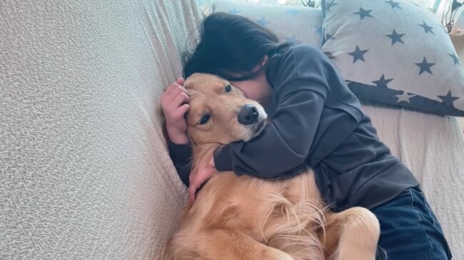 ゴールデンレトリーバー,動画