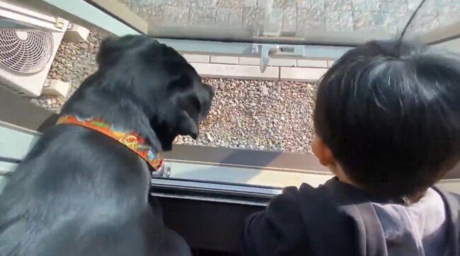 ラブラドールレトリーバー,動画