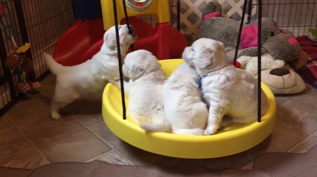 ゴールデンレトリーバー,動画