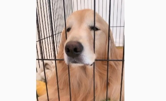 ゴールデンレトリーバー,動画