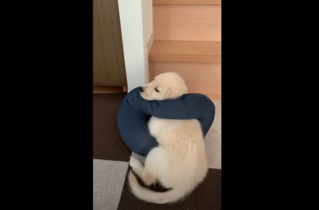 ゴールデンレトリーバー,動画