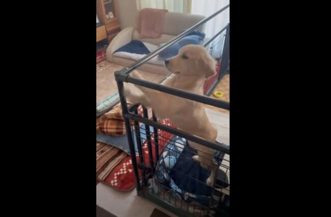 ゴールデンレトリーバー,動画