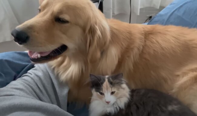 ゴールデンレトリーバー,動画