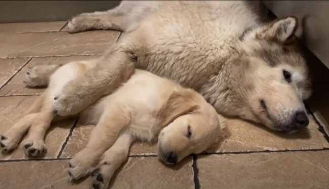 ゴールデンレトリーバー,動画