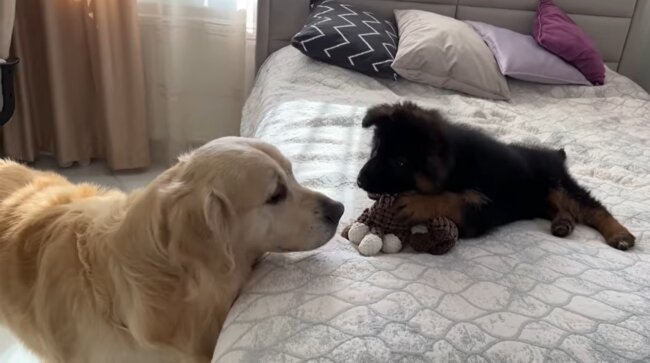 ゴールデンレトリーバー,動画