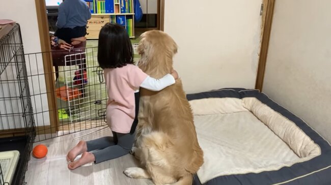 ゴールデンレトリーバー,動画