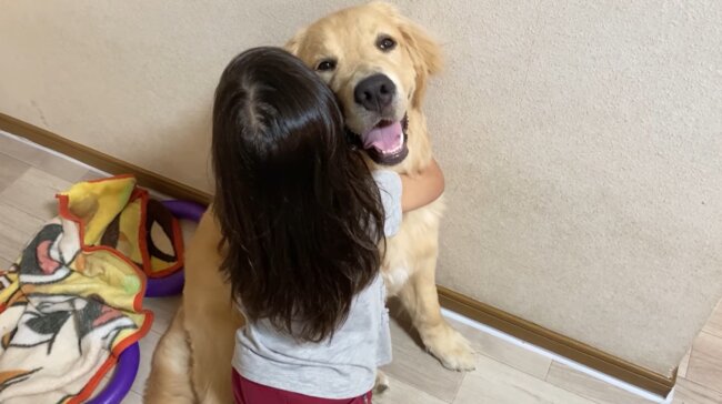 ゴールデンレトリーバー,動画