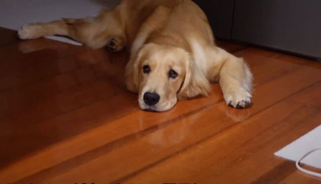 ゴールデンレトリーバー,動画