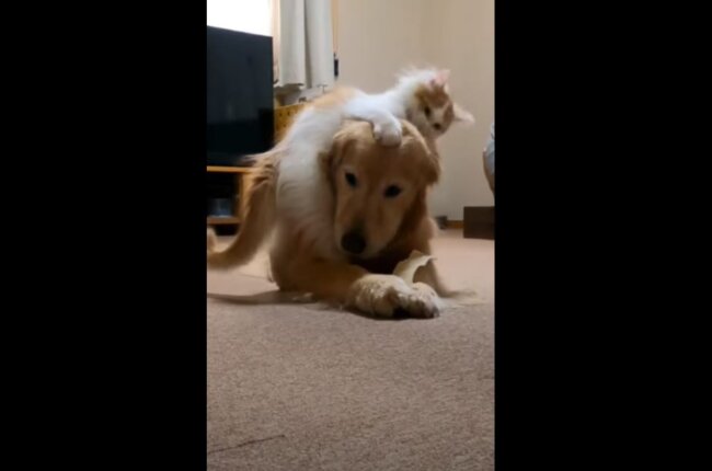 ゴールデンレトリーバー,動画