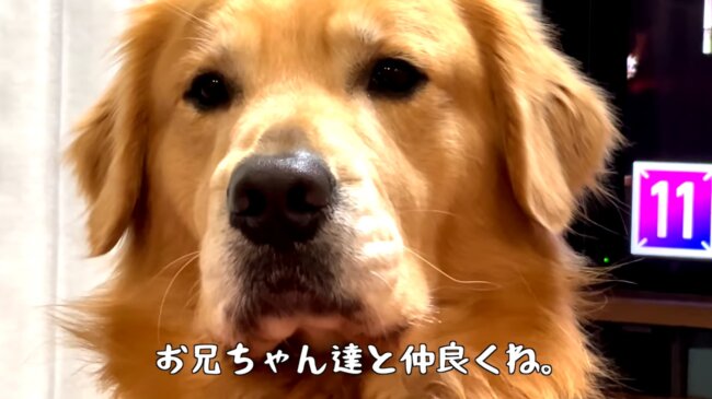 ゴールデンレトリーバー,動画