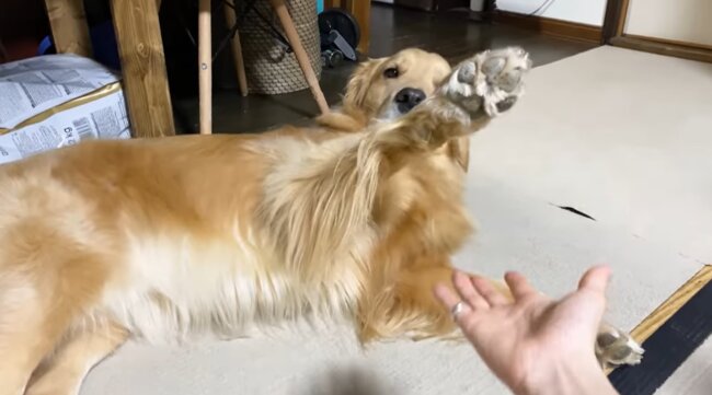 ゴールデンレトリーバー,動画