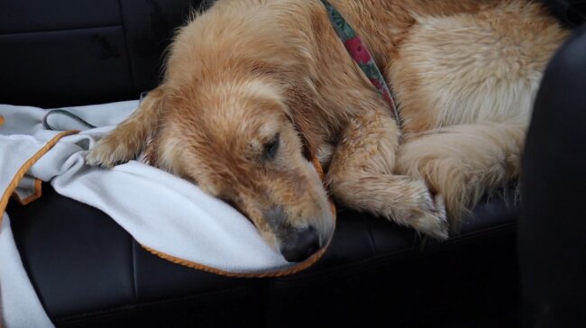 ゴールデンレトリーバー,動画